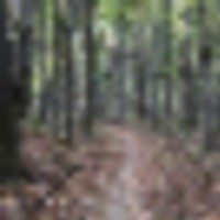 2,191 Acres Chestnut Ridge WMA Deer Hunting Land in Greenville, SC