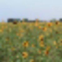 Sunflowers-300x300__resize-thumb