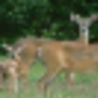 80,000 acres Deer Hunting, Tensas River NWR in Madison Parish, LA images 2
