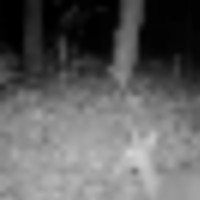 Two Memberships Available in Eastern Shore Hunting Club for Deer Hunting