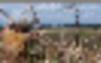 alabama_dove_hunting_3__resize-thumb