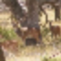axis_herd_2__resize-thumb