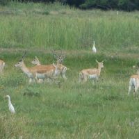 Axis Blackbuck Hunt - Near Damon, TX