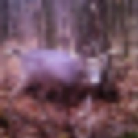 80’acres prime buck groomed trails images 1