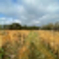 back_field_again__resize-thumb