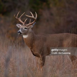Big buck promo image