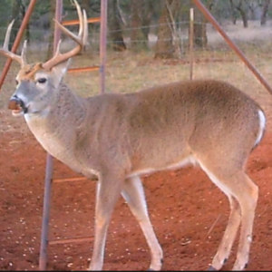 Big buck promo image