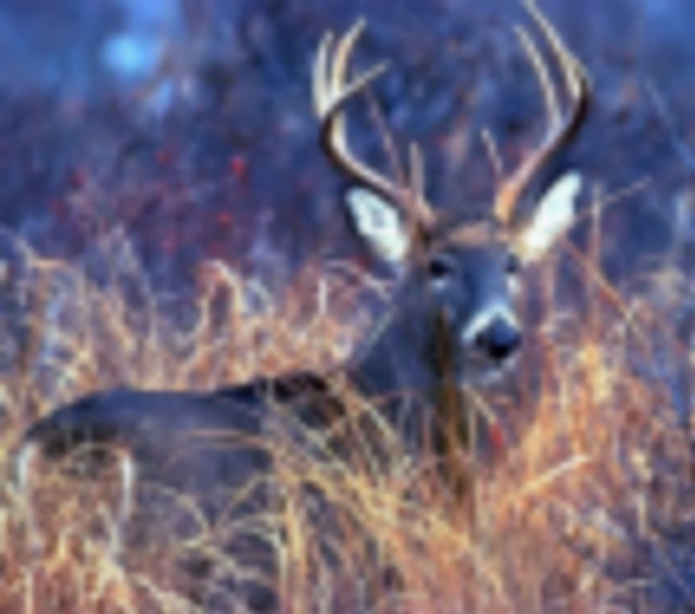 Over 8500 Acres to Hunt Deer, Geese, Phesant and Duck featured image