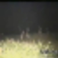 bigdeers1__resize-thumb
