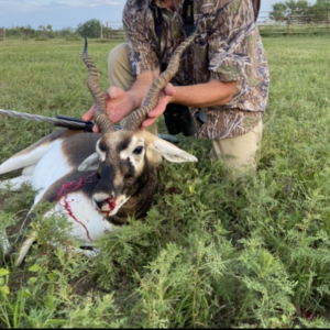 Blackbuck male promo image