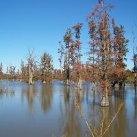 Boatwright WMA - 8,645 acres for hunting Duck in Ballard, KY