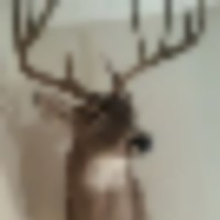 buck2__resize-thumb