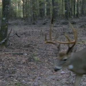 Buck bottom promo image