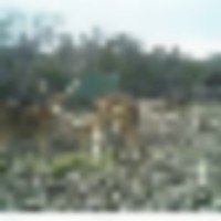 c66c1d2d-1ca2-4607-b4c4-163a4e231057__resize-thumb
