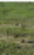 6,440 acres Muleshoe NWR Deer Hunting Land in Muleshoe, TX images 2