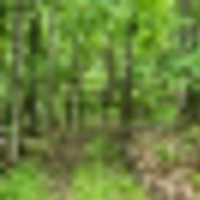 HUNTING LAND FOR LEASE  123.5 AC  LARGE WOODED