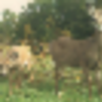cam2__resize-thumb