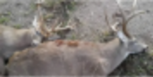 Deer and Turkey Hunting Land 664 Acres in Samson, AL images 2