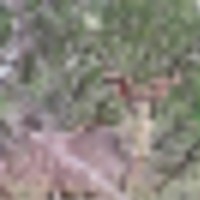 capture__resize-thumb
