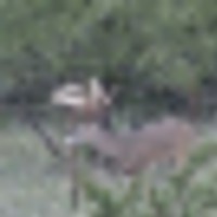 capture__resize-thumb
