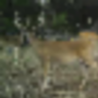 capture__resize-thumb