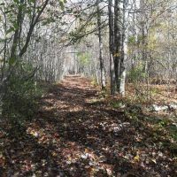 120-Acre Prime Wisconsin Whitetail Hunting Land