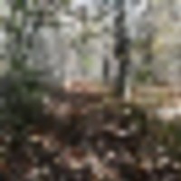 120-Acre Prime Wisconsin Whitetail Hunting Land