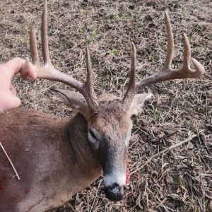 Cohen deer promo image