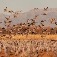 Bernardo WMA - 1,675 acres for hunting Duck in Socorro, NM