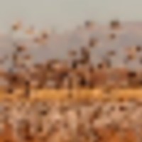 Bernardo WMA - 1,675 acres for hunting Duck in Socorro, NM