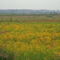 Crex Meadows WMA - 30,000 acres for hunting Deer in Burnett, WI