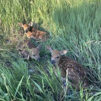 800 acres of grassland and tree filled draws