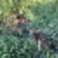 800 acres of grassland and tree filled draws