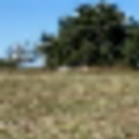 deer-1__resize-thumb