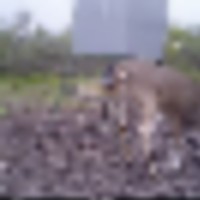 deer_7__resize-thumb