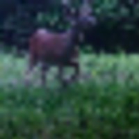 deer__resize-thumb