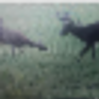 deer__resize-thumb