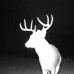 Deer big 2025 promo image