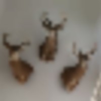 deer_mounts__286_29__resize-thumb