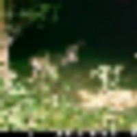 deer_pic_3_2__resize-thumb