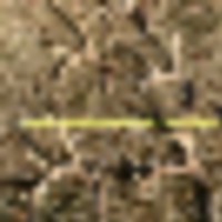 deer_sheds_larger_individual__resize-thumb