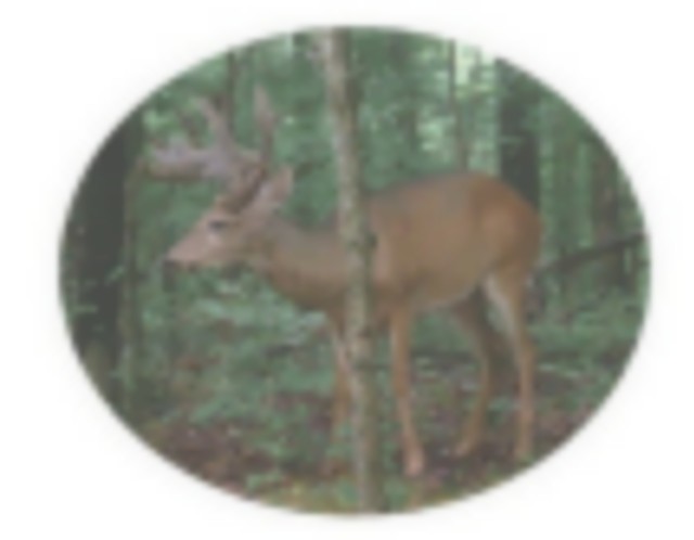 Trophy Whitetail Hunting with Free Night featured image