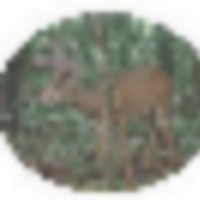 Trophy Whitetail Hunting with Free Night