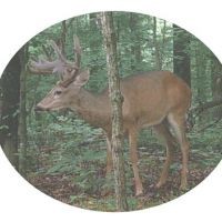 Trophy Whitetail Hunting with Free Night