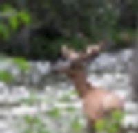 Stiffel Creek Trailhead 12,000 acre elk & deer hunting land in Silt, CO images 4