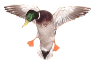 Big Creek Ducks N Bucks