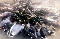 Duck Down