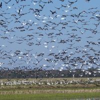 Over 2,000 Ducks Harvested Last Season!