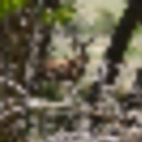 El Rancho Venado images 2