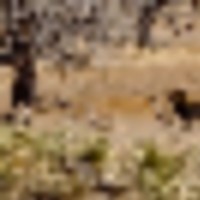 El Rancho Venado images 3